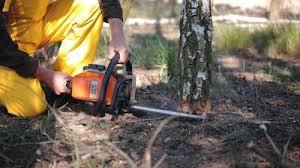 How Our Tree Care Process Works  in  Kekaha, HI